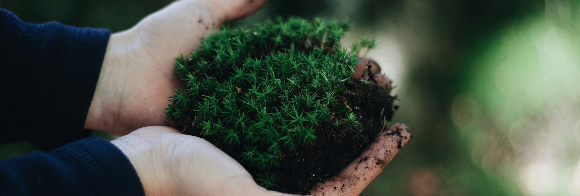 Le Mobilier Urbain : Un Refuge Inattendu pour la Biodiversité